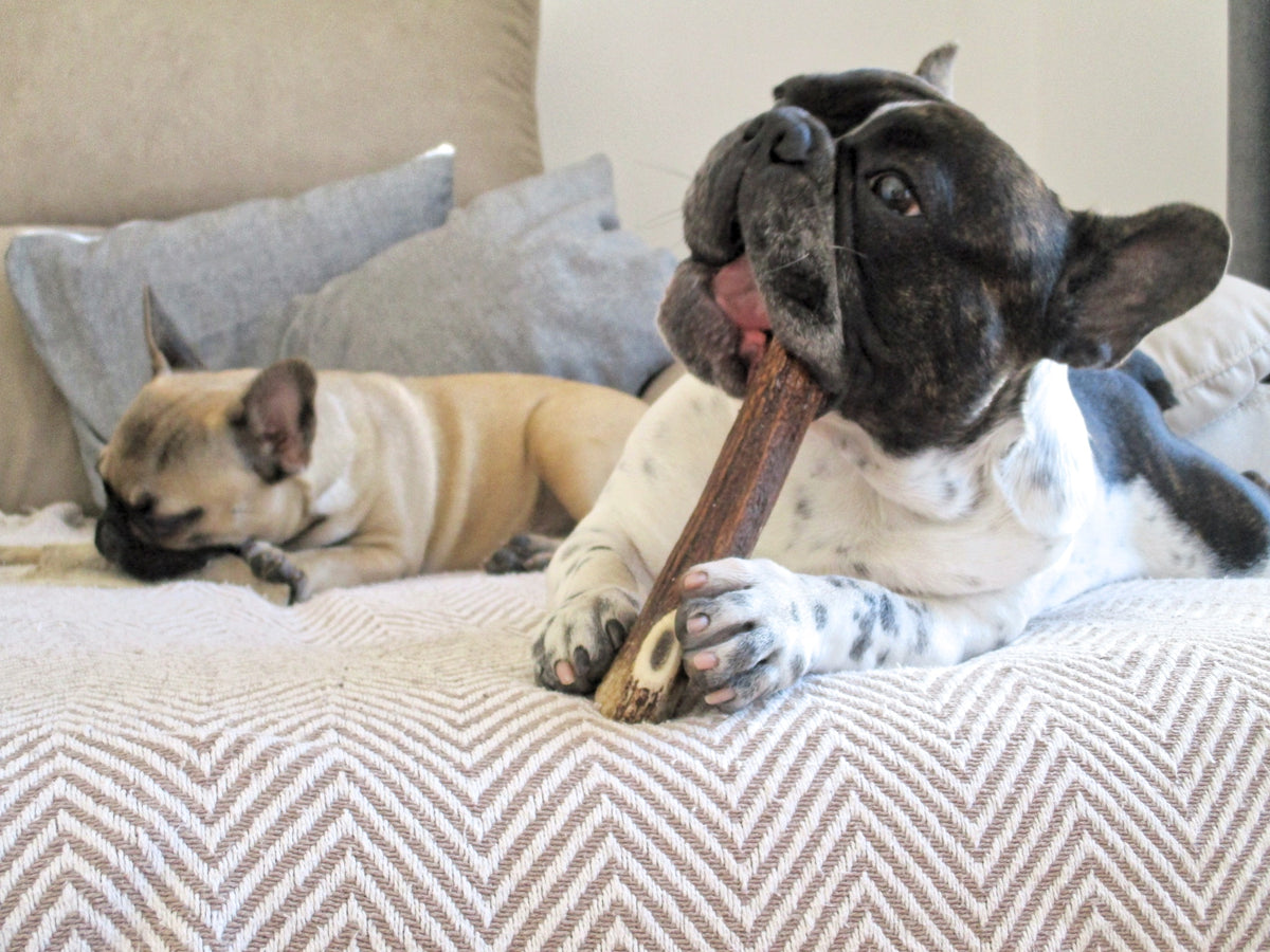 Large Elk Antler Dog Chew