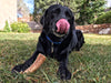 Large Elk Antler Dog Chew