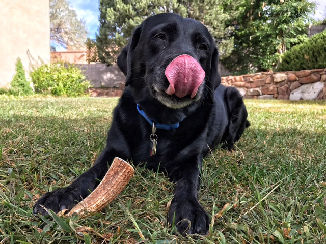 Large Elk Antler Dog Chew