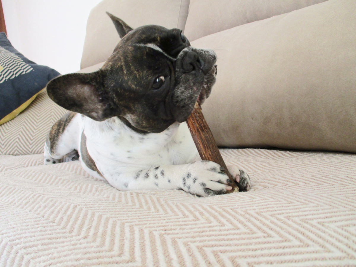 Medium Antler Dog Chew Assortment