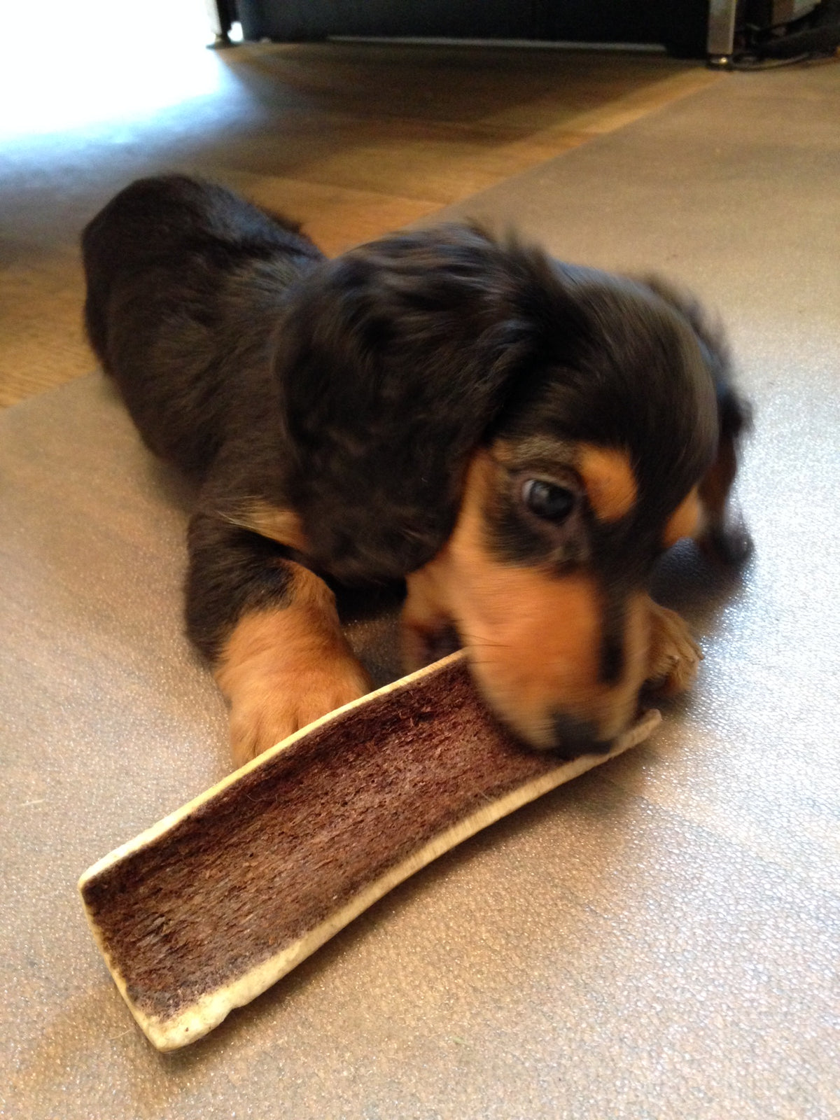 Small Split Elk Antler Dog Chew