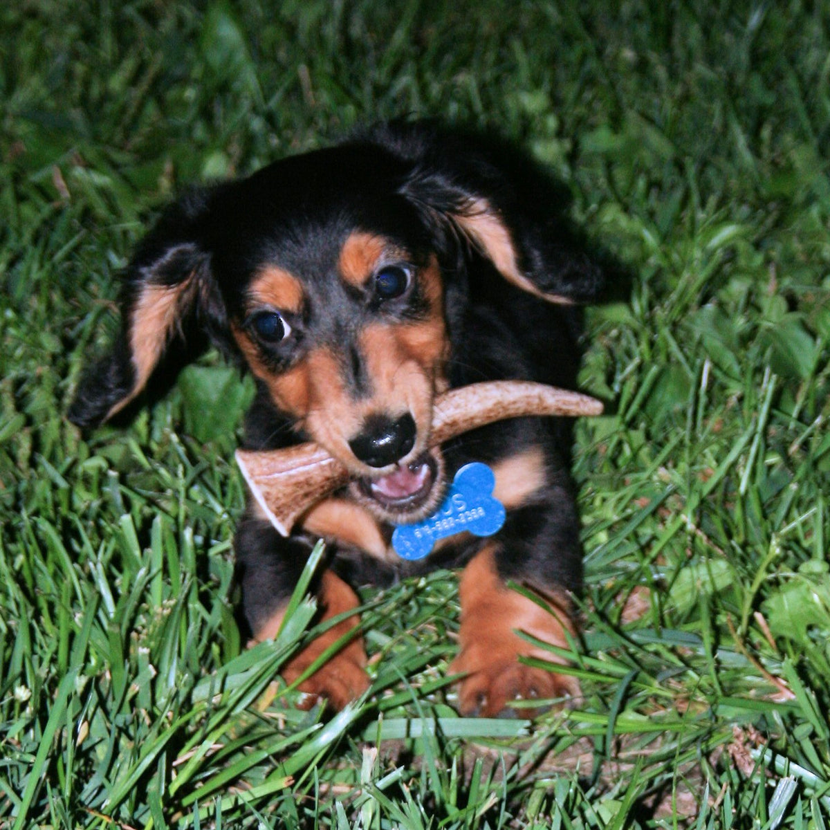 Small Elk Antler Dog Chew