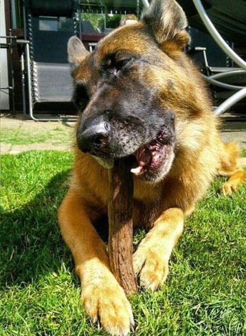 Bulk X-Large Elk Antler Dog Chew