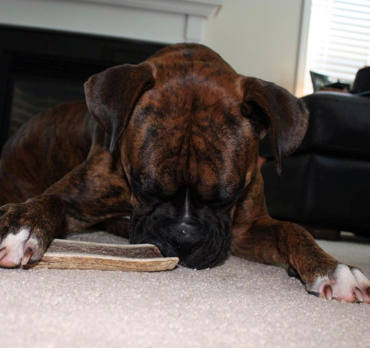 X-Large Split Economy Antler Dog Chew