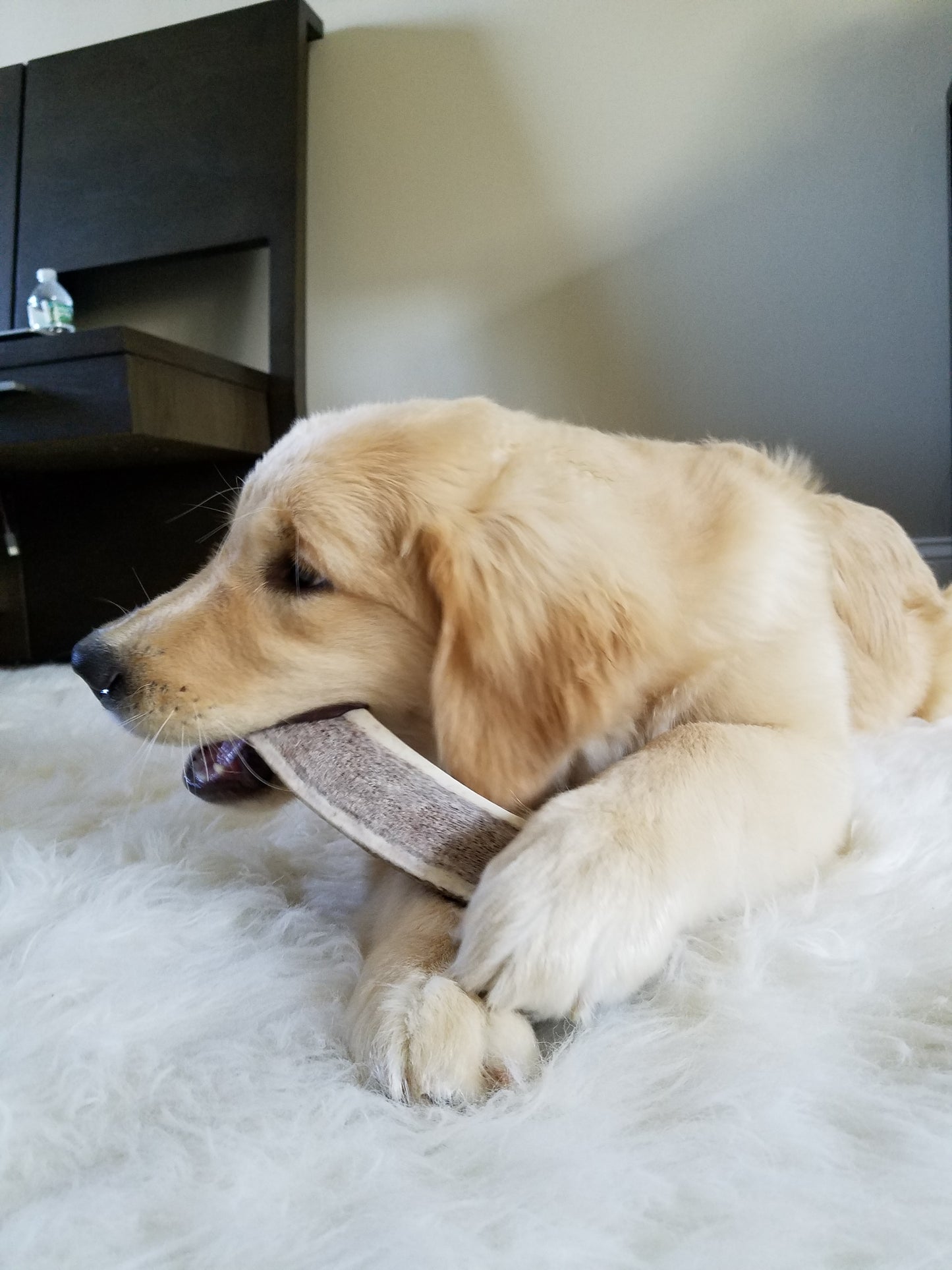 Bulk X-Large Split Elk Antler Dog Chew