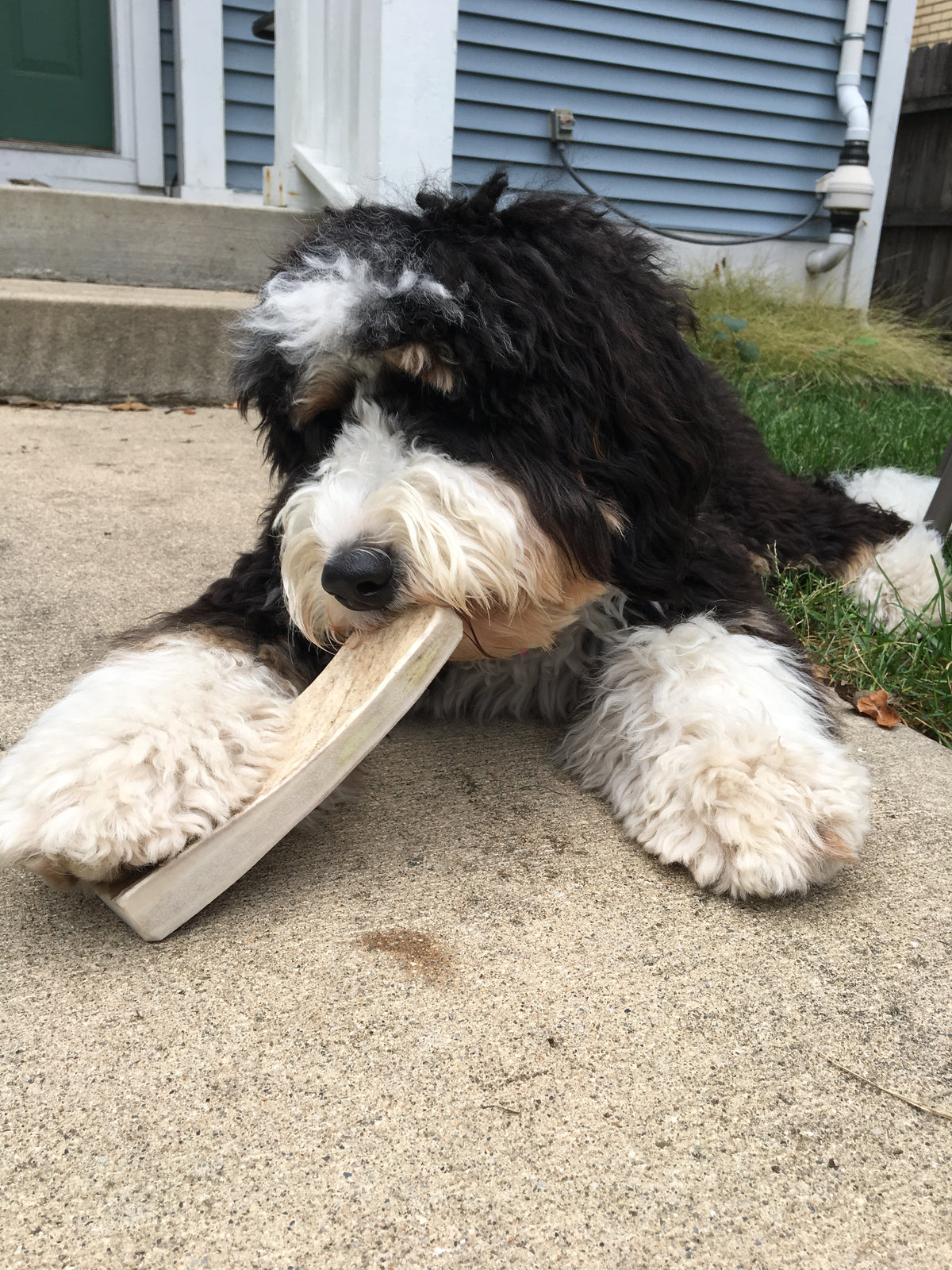 Moose Antler Dog Chew