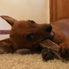 Small Antler Dog Chew Assortment