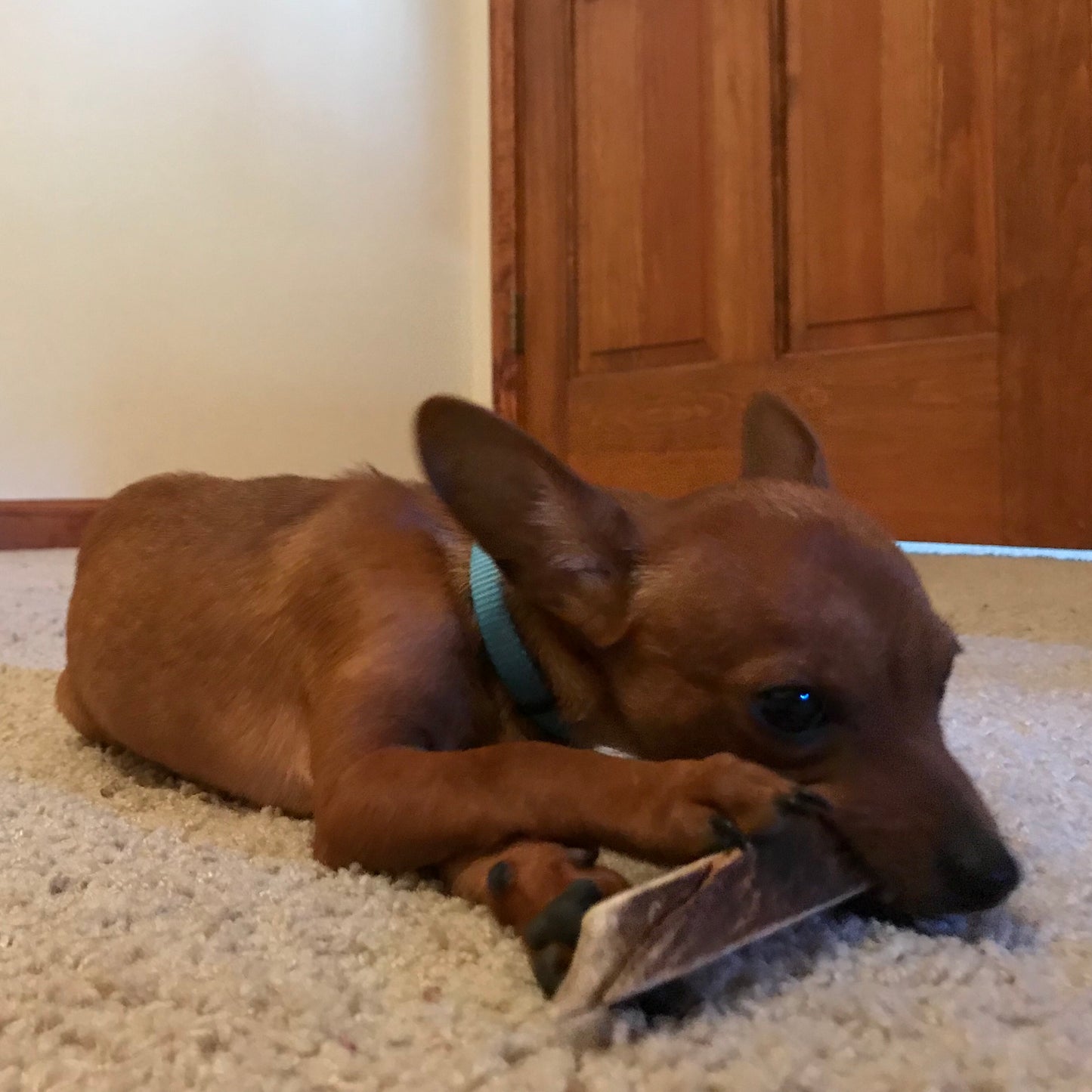 Bulk Small Moose Antler Dog Chew