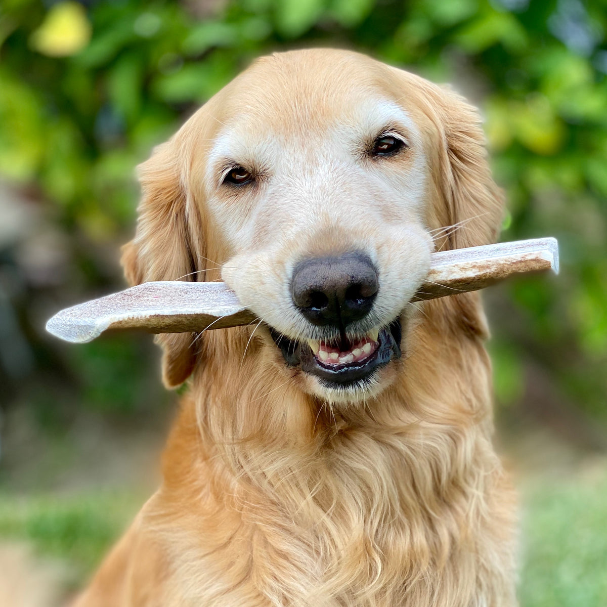 Small Split Elk Antler Dog Chew