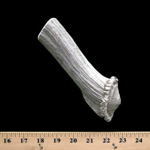 Bulk X-Large Economy Antler Dog Chew