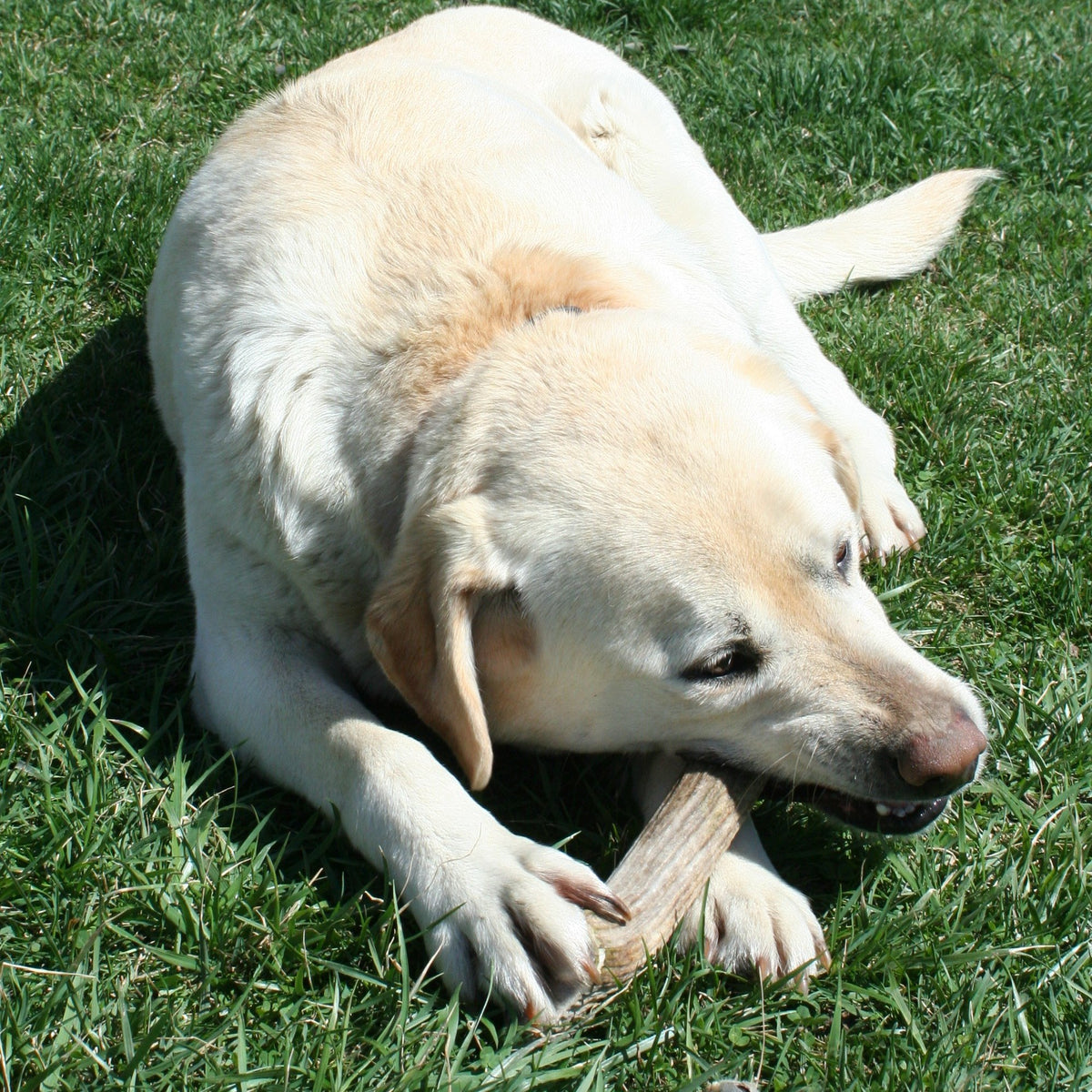 Deer Antler Dog Chew