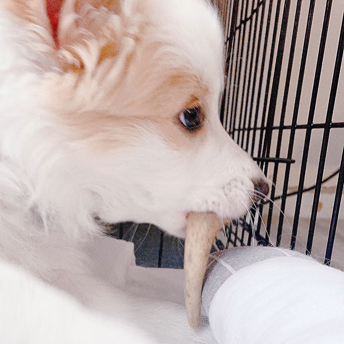 Miniature Deer Antler Dog Chew