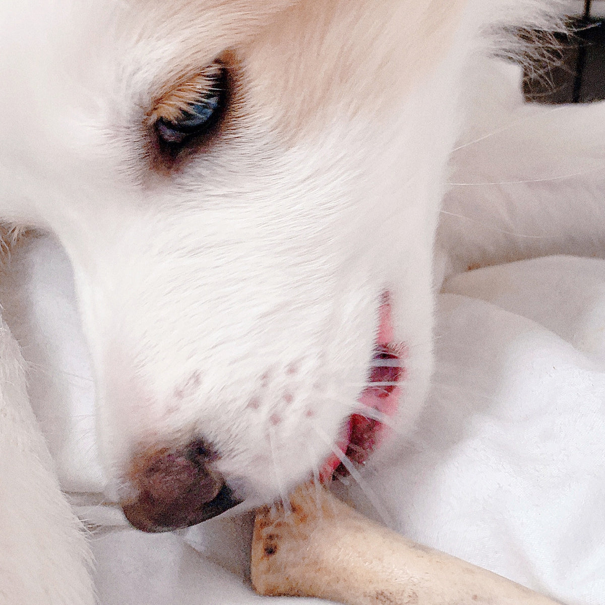 Bulk Small Deer Antler Dog Chew