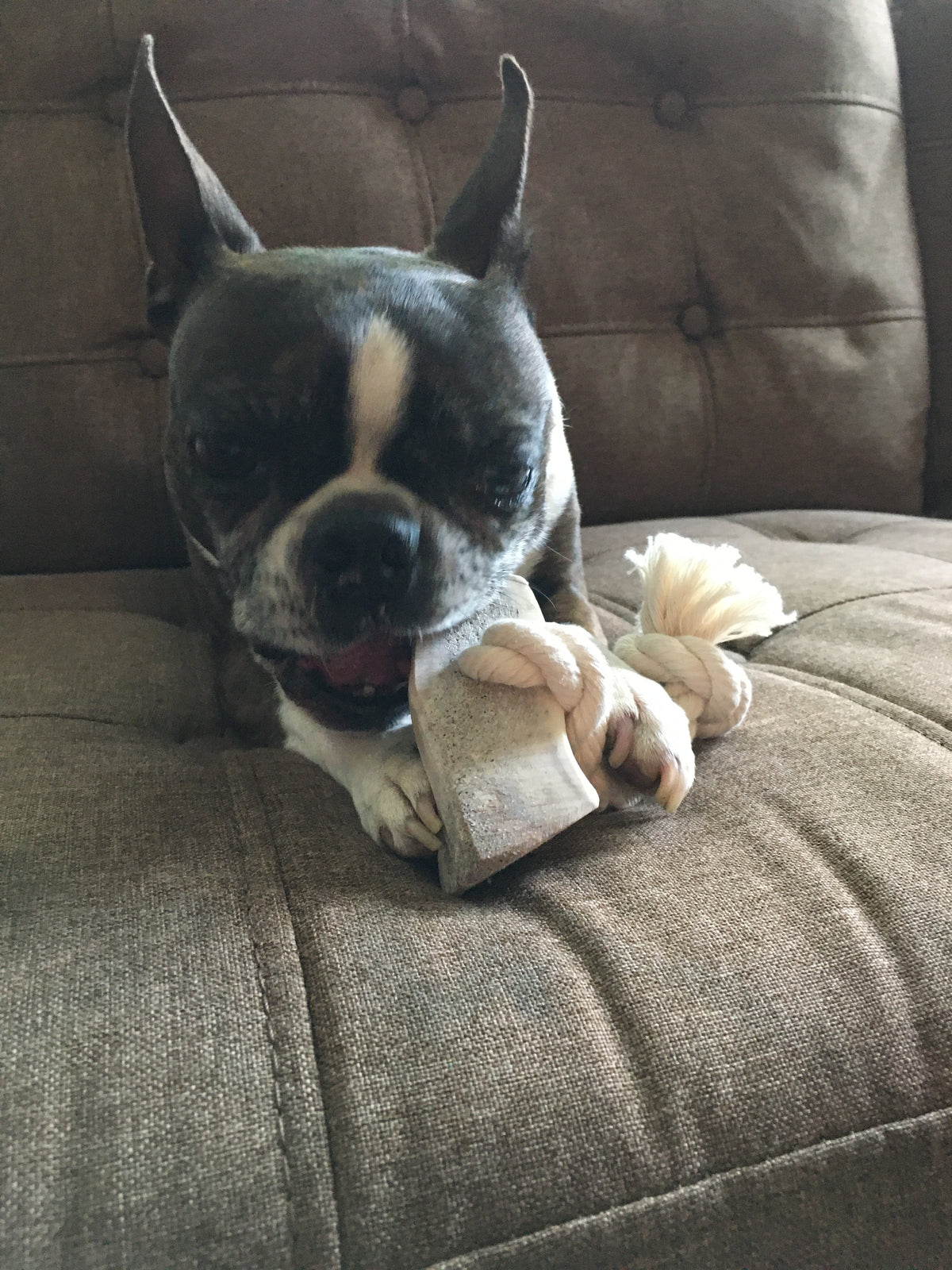 Large Split Elk Antler Rope Toy