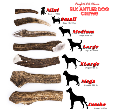 Elk Antler Dog Chew