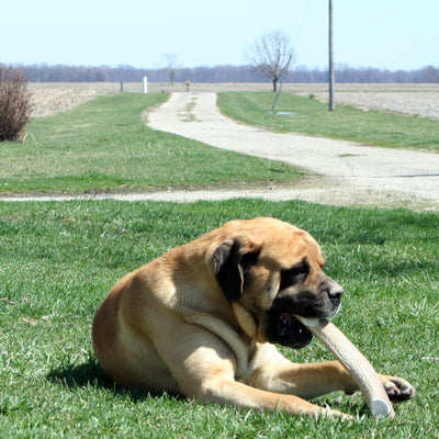 Elk Antler Dog Chew