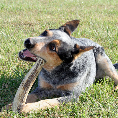 Elk Antler Dog Chew