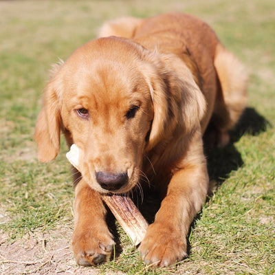 Elk Antler Dog Chew