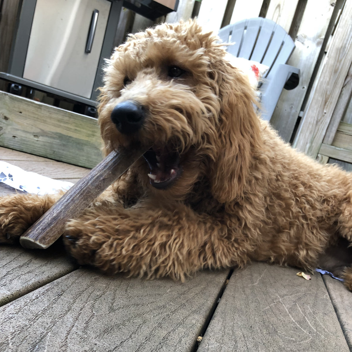 Elk Antler Dog Chew