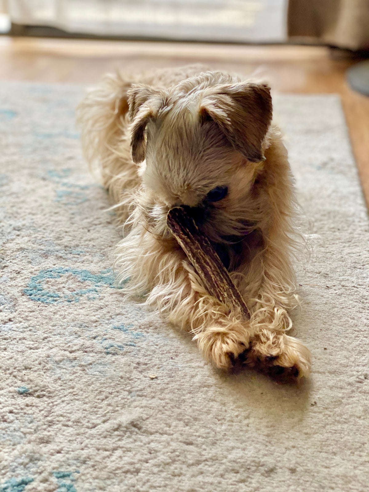 Bulk Small Split Elk Antler Dog Chew
