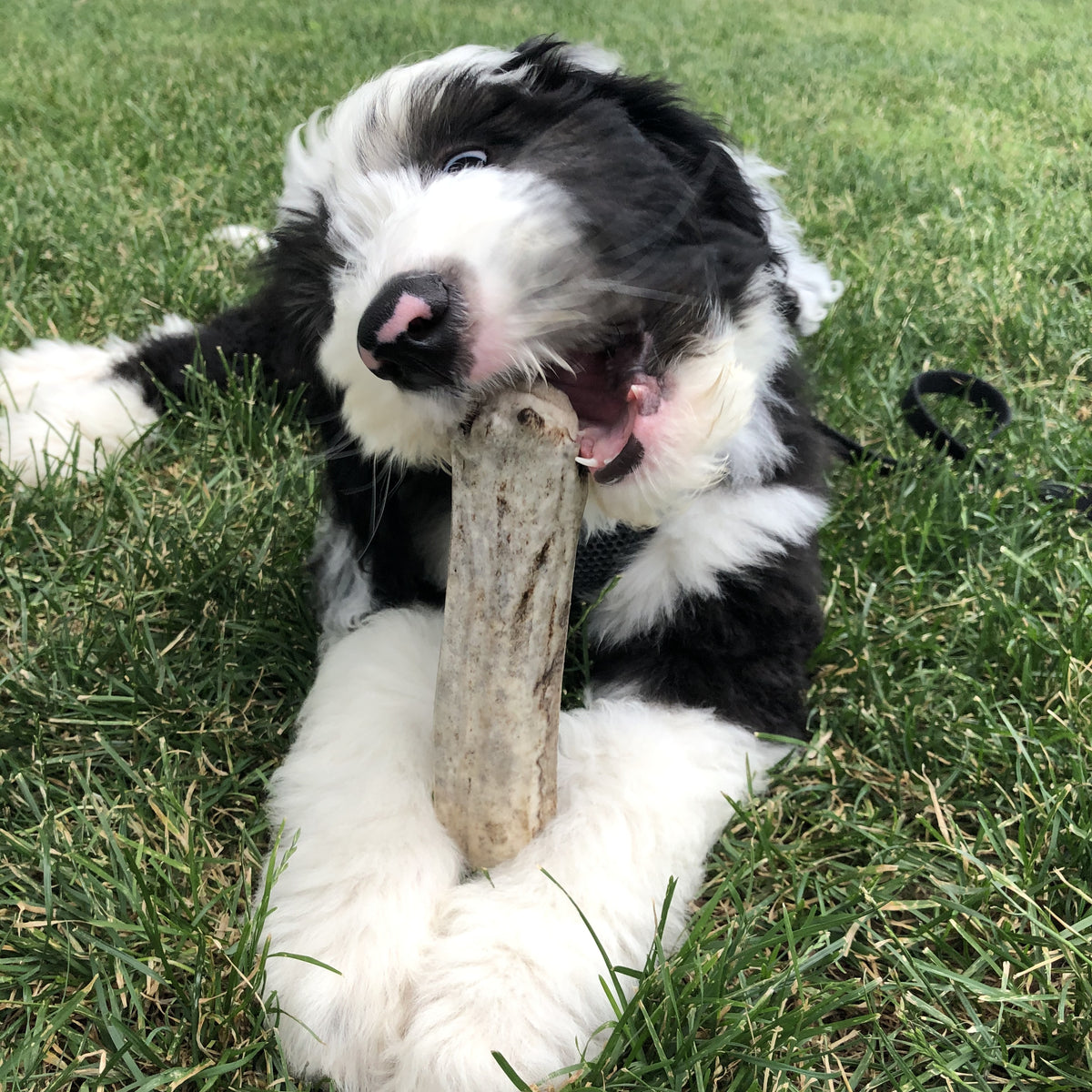 Elk Antler Dog Chew