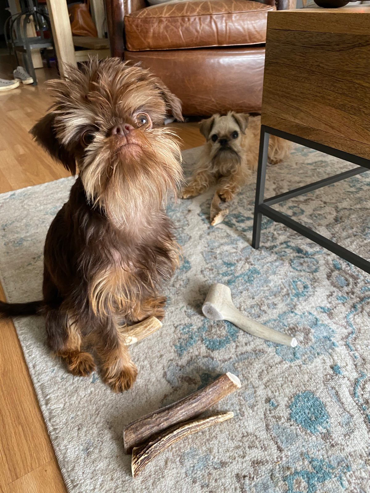 Small Antler Dog Chew Assortment