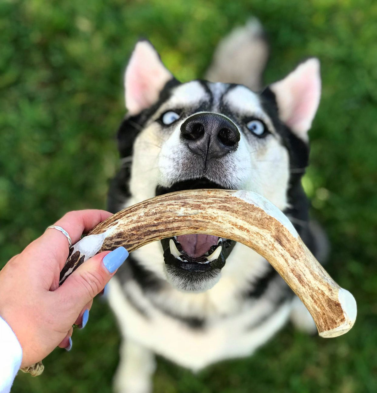 Deer Antler Dog Chew