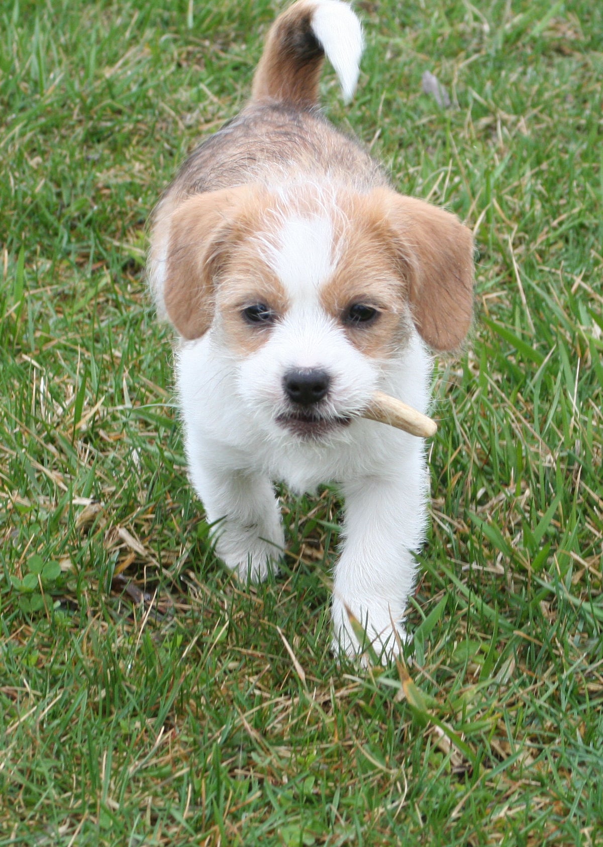 Bulk Small Economy Antler Dog Chew