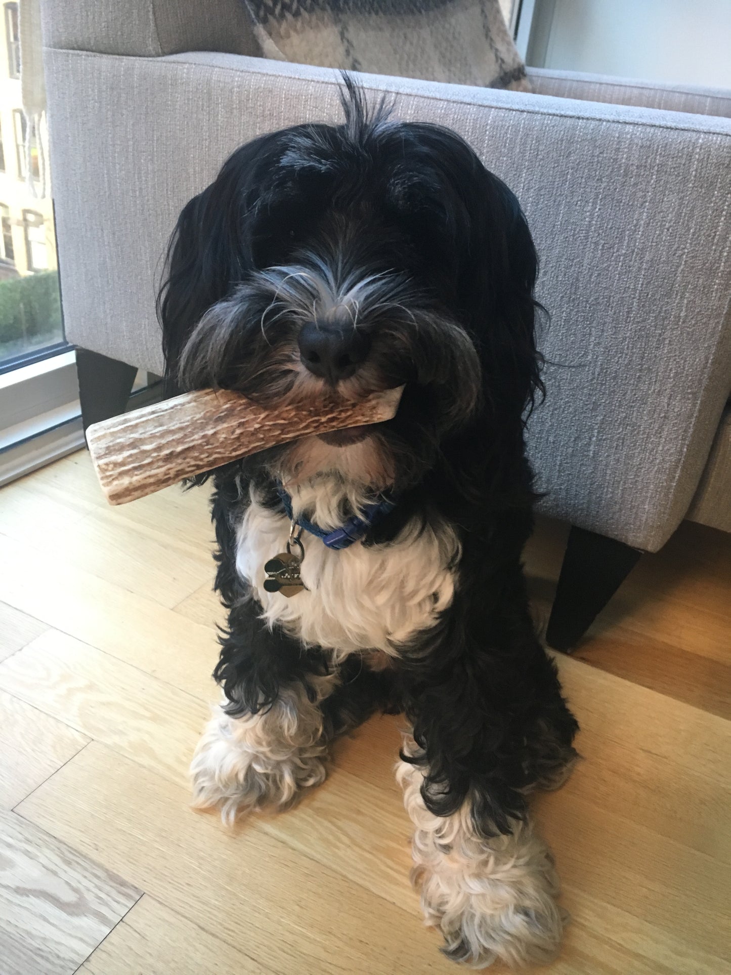 Bulk X-Large Economy Antler Dog Chew